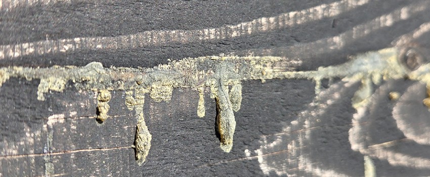 Hars vlekken op zweeds rabat