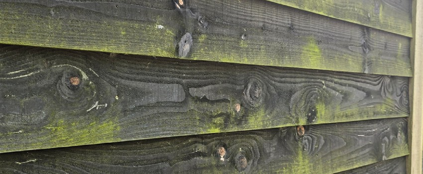 Groene aanslag op Zweeds rabat hout Groene aanslag op Zweeds rabat hout